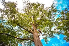 Best Stump Grinding and Removal  in Richmond, KY